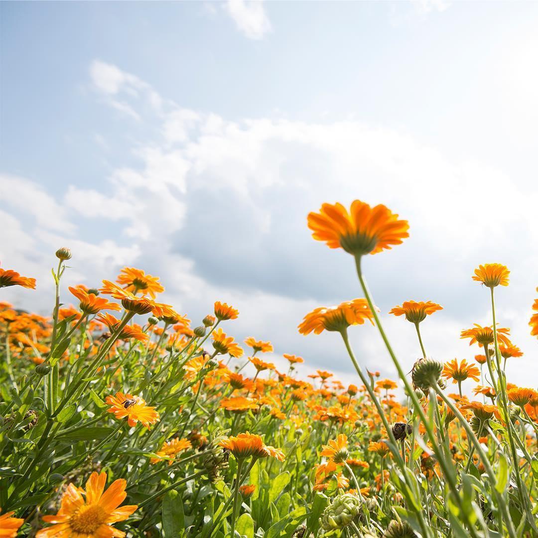 shampooing cheveux et corps au Calendula